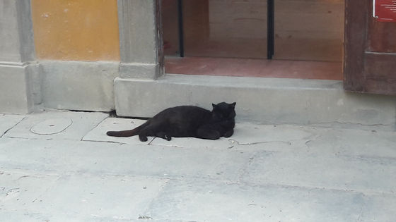 Eilmeldung: Der Kater und Pfeifenthaler ertappt !!