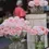 Thumbnail: COTE NOIRE - MIXED PINK ROSES - CRYSTAL BOWL