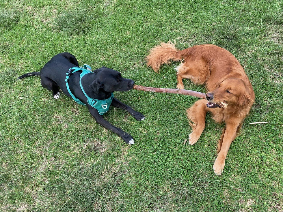 Stick.jpg