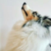 fullsizeoutput_2227.jpeg