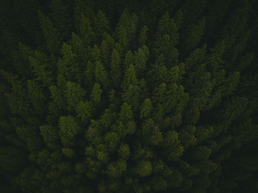 Above the trees_edited.jpg