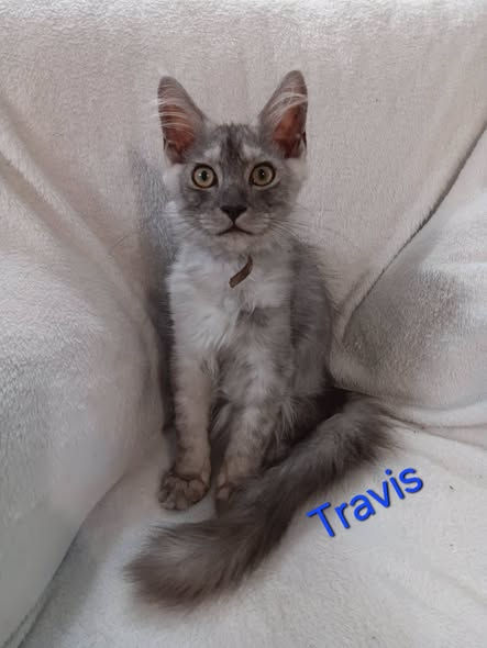 travis 1111.jpeg