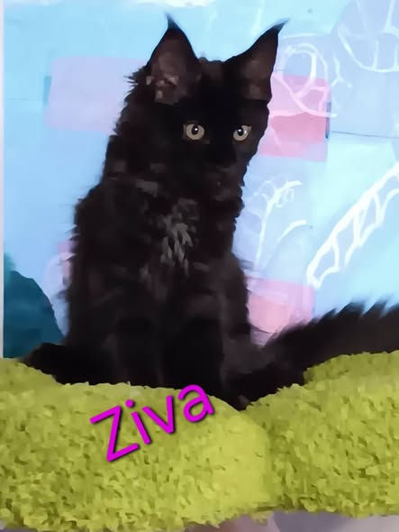 ziva 1111.jpeg