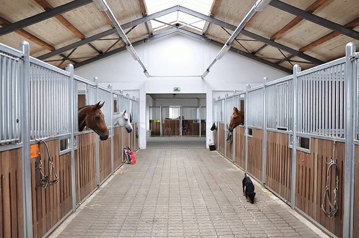 Horses peek from stable stalls as a small dog walks down the aisle. The stable has a wooden and metal design with a skylight roof.
