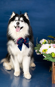 Pet portrait photography at Camories Photography Bangalore