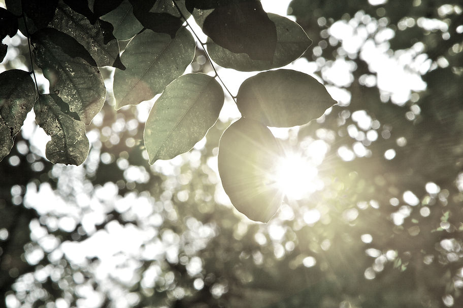 Sunlight beaming through tree leaves in park