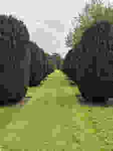 Yew walk at Hinton Ampner