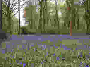 Native bluebells ancient woodland Hyacinthoides non-scripta