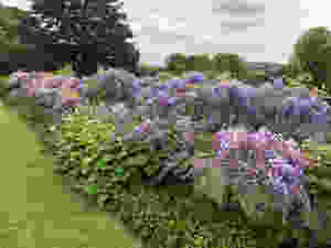 Hinton Ampner -Wisteria on the balustrade