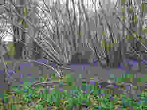Native bluebells coppice woodland Hyacinthoides non-scripta
