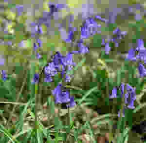 Hyacinthoides non-scripta flower