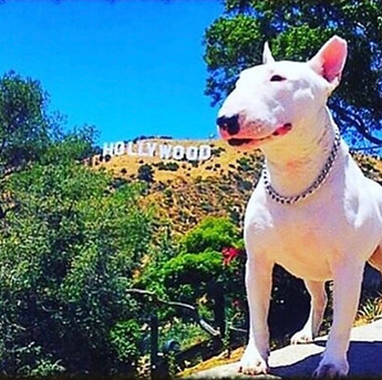 Miniature Bull Terrier Hollywood
