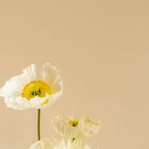 White flowers on neutral background
