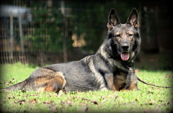 Shepherd Lying Down.jpg
