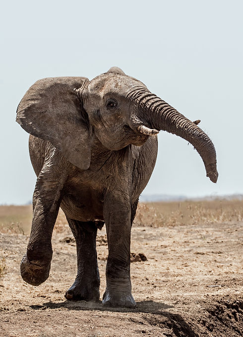 Elephant
