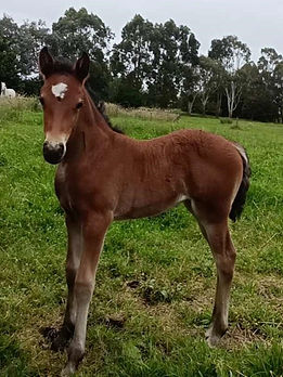 Filly out of Shimmer_edited.jpg