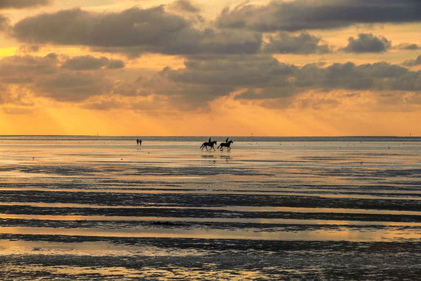 Zwei Pferde im Wattenmeer