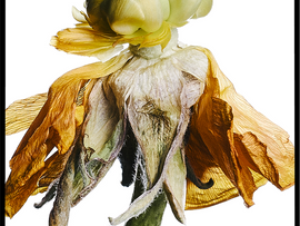 Dried Flower