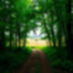 deep green trees in a forest with a dirt path leading to an opening in the center, to sunl