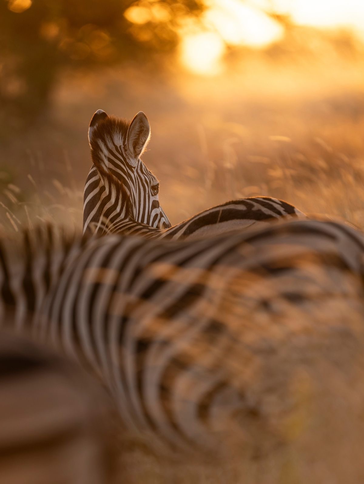 Serengeti, Ngorongoro and Tarangire safari package