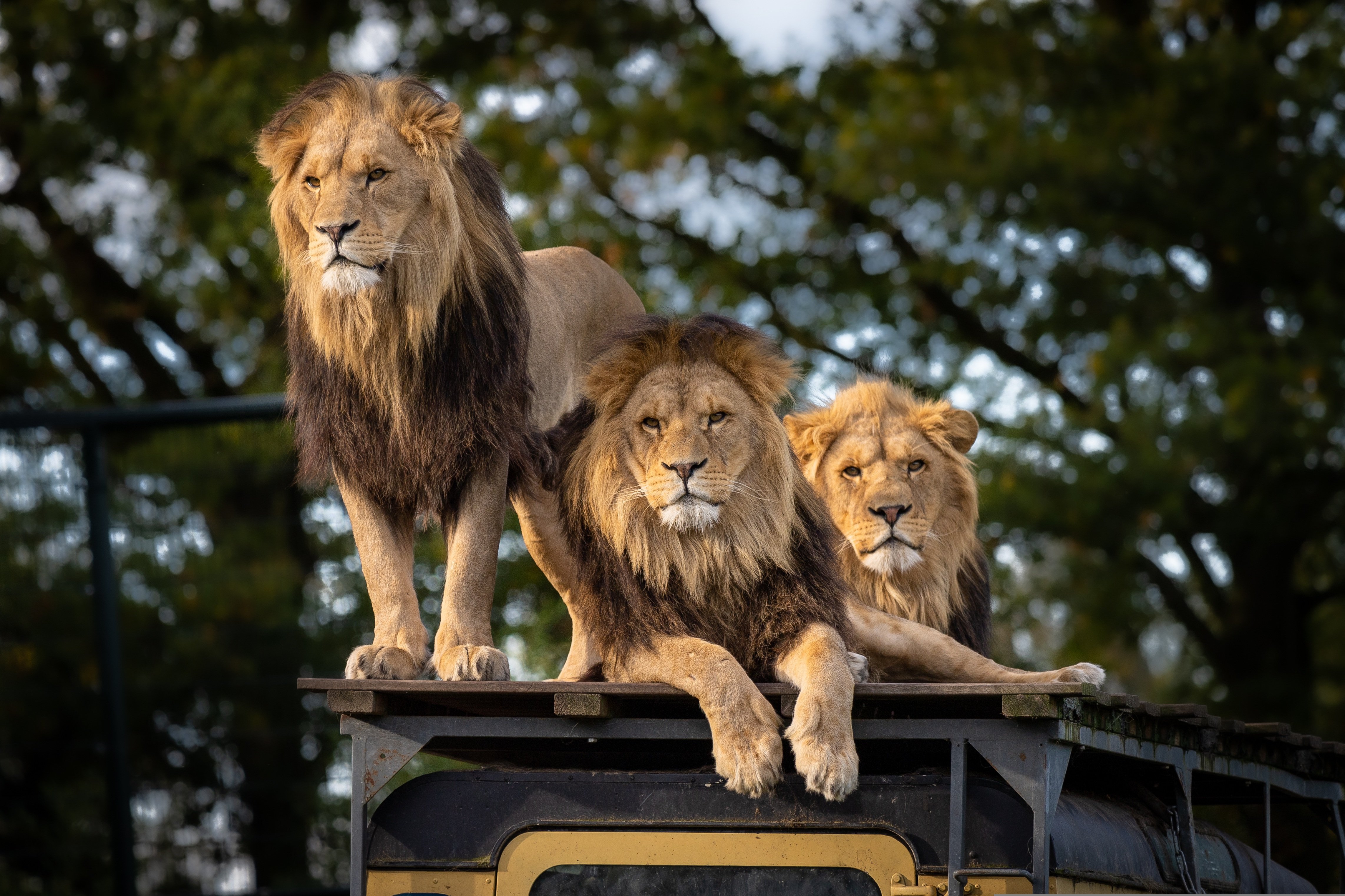 Safari + Zanzibar Package safari package