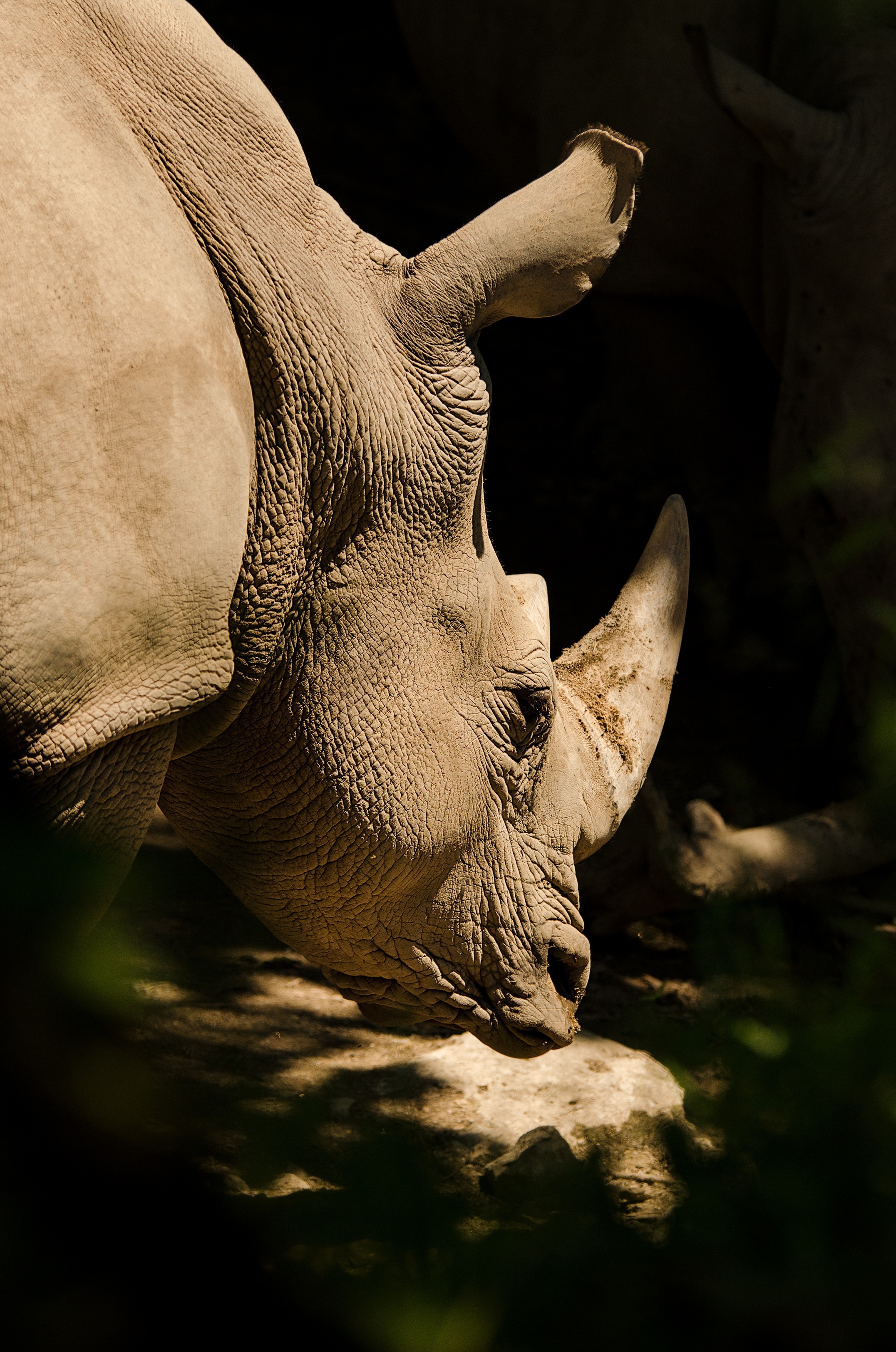 Tanzania Midrange Safari safari package