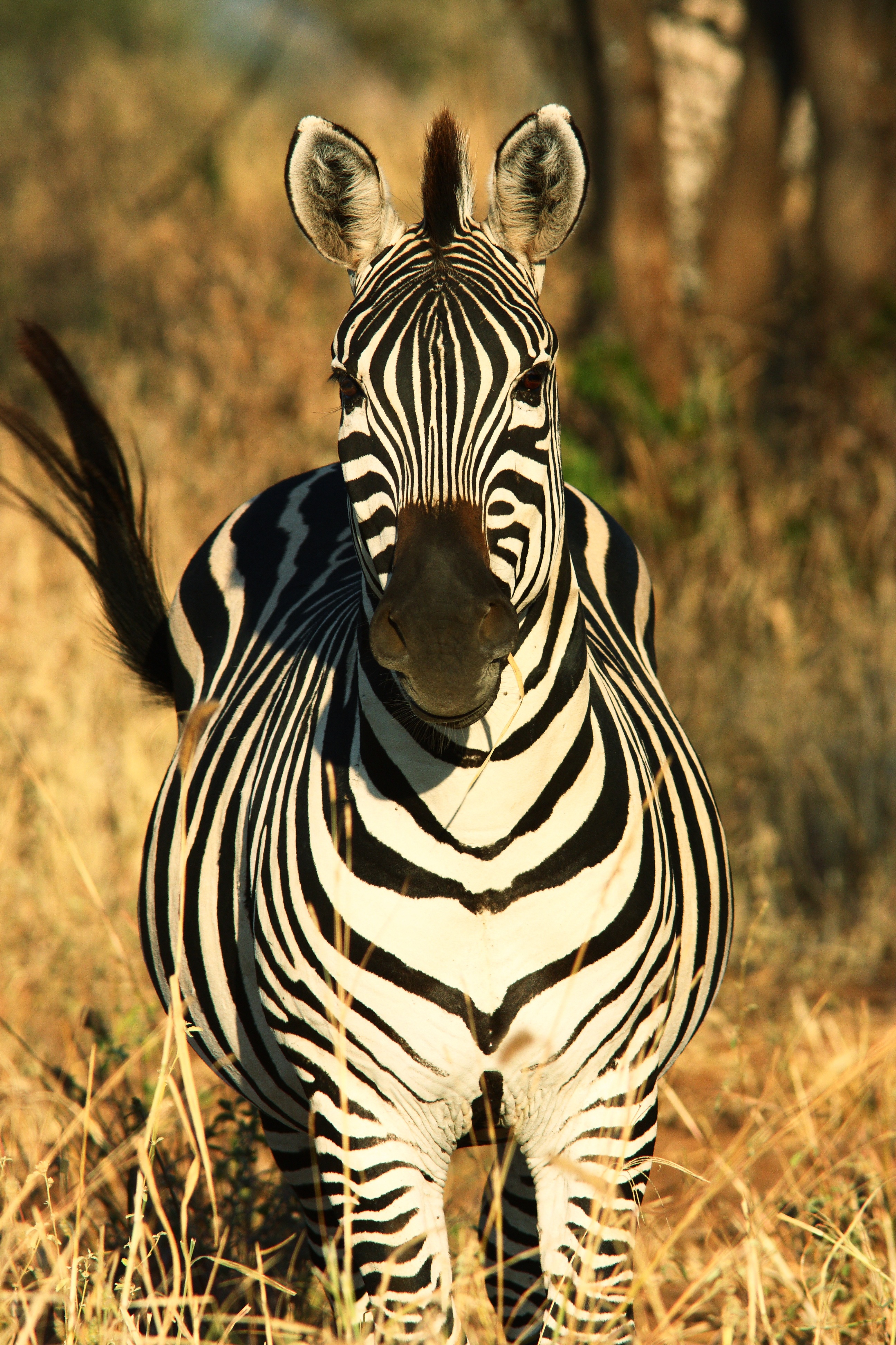 Tarangire, Ngorongoro and Lake Manyara safari package