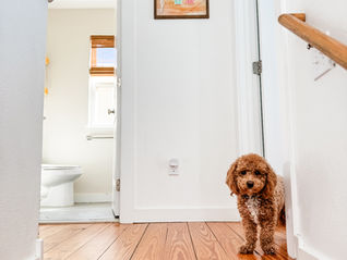 Exploring Port Aransas with Your Furry Friend