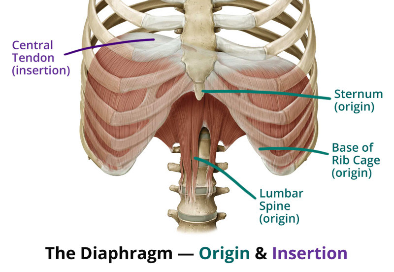 shoulder pain, dallas, physical therapy