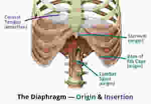 shoulder pain, dallas, physical therapy