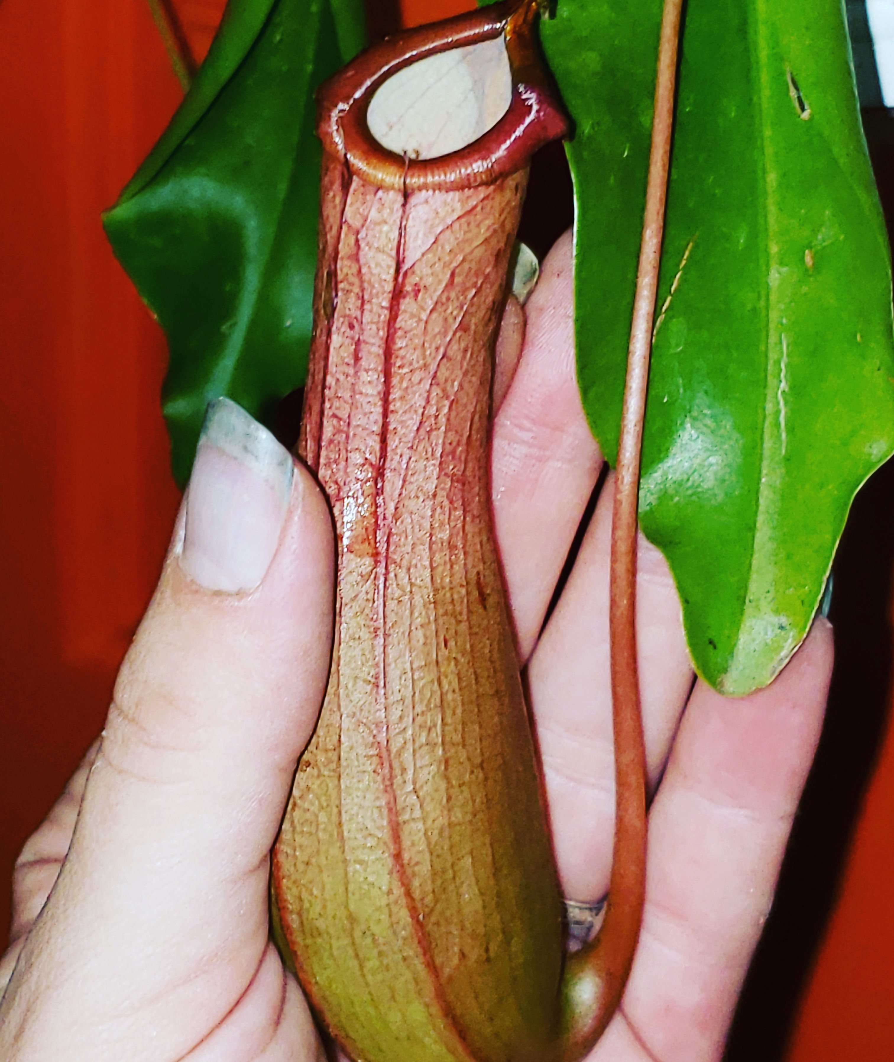 Nepenthes Ventrata