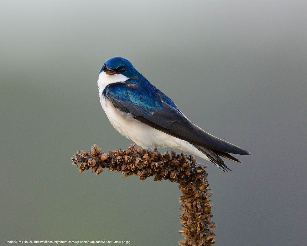 Birding at the Quarries