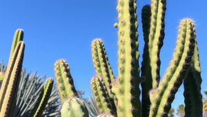 Creative Projects Inspired by Cacti and Nature