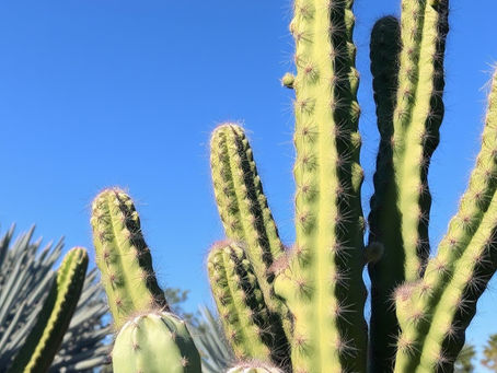 Creative Projects Inspired by Cacti and Nature