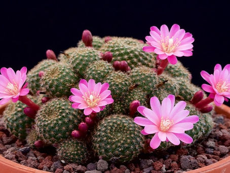 Exploring Sustainability Through My Cactus Garden