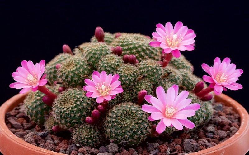 Exploring Sustainability Through My Cactus Garden