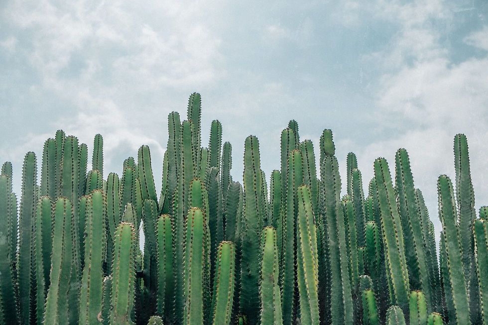 Cultural Heritage Reflected in My Cactus Journey