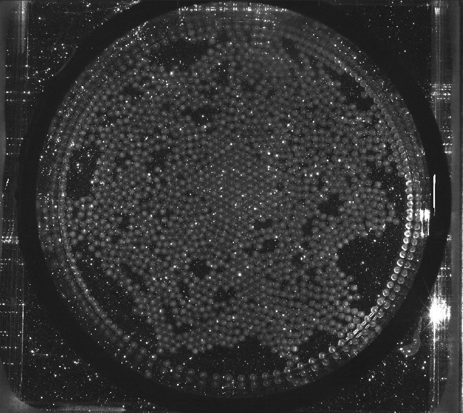 Raft of beads on the free surface of a glass of beer