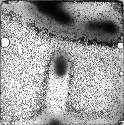 Algae_beads_bullet_edited