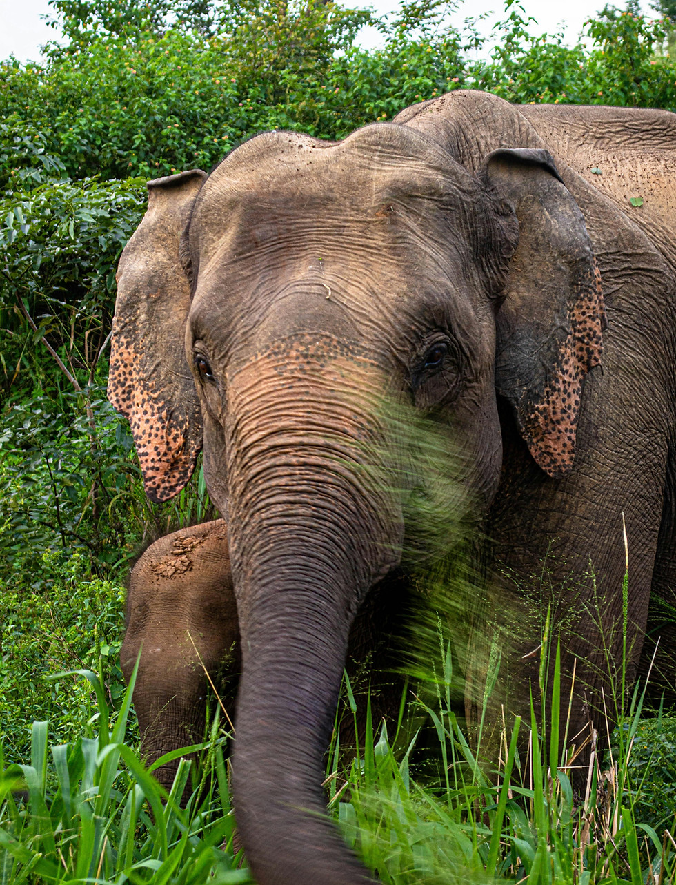 Elephant
