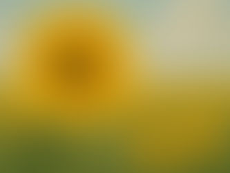 A sunflower reaches for the sun—symbolizing resilience, growth, and the belief that challenges lead to progress.