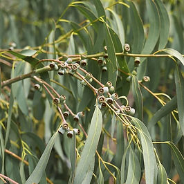 Ni dawa asili ya kikohozi, bronkaitizi, nimonia, UTI, homa, kiungulia, mapigo ya moyo kwenda kasi na dalili za koma hedhi.