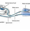 Hyperactive deep tendon reflexes