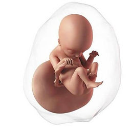 Wiki ya 18 ya ujauzito