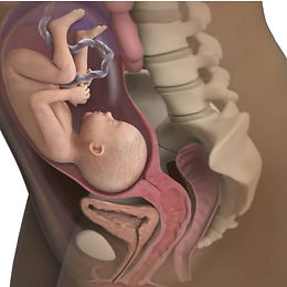 Wiki ya 33 za ujauzito