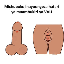 Namna Virusi vya UKIMWI vinavyoenea kwa tendo la ndoa/kujamiana