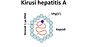 Kirusi Hepatitis A