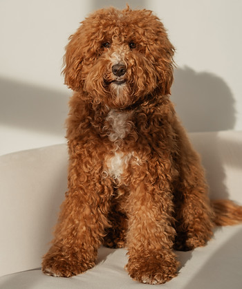 truffel, healer op vier pootjes, hond healer