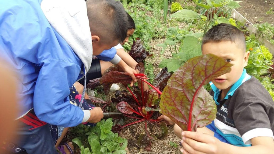 Jornada en la huerta