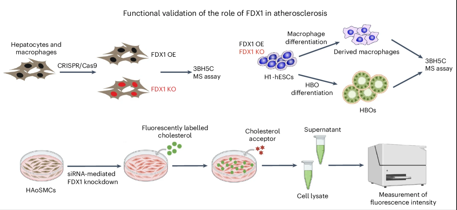 FDX1 Nature Cardiovascular Research
